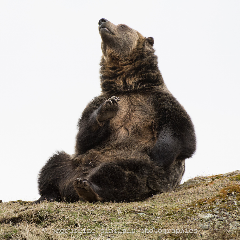 jacqueline sinclar photographic